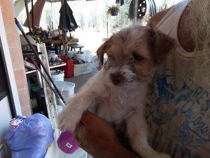 Maltese 47 Shitzu X Chihuahua 47 Fox Terrier Puppies Dogs