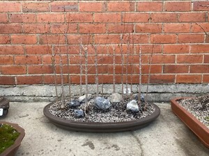 Trident maple forest bonsai Sold pending pickup. | Plants ...