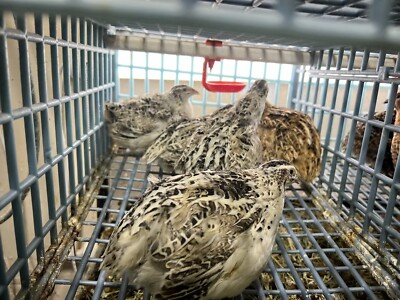 Calico Jumbo 24+ Fertile Hatching Eggs Quail