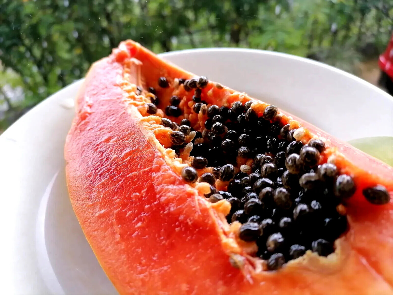 20 "DWARF SOLO WAIMANALO TREE SEEDS" (Carica Papaya) Fast Fruit Houseplant