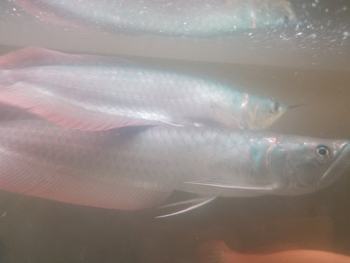 3 live tropical fish 2 ALBINO arowanas and 1 silver arowana size 7-9 inch