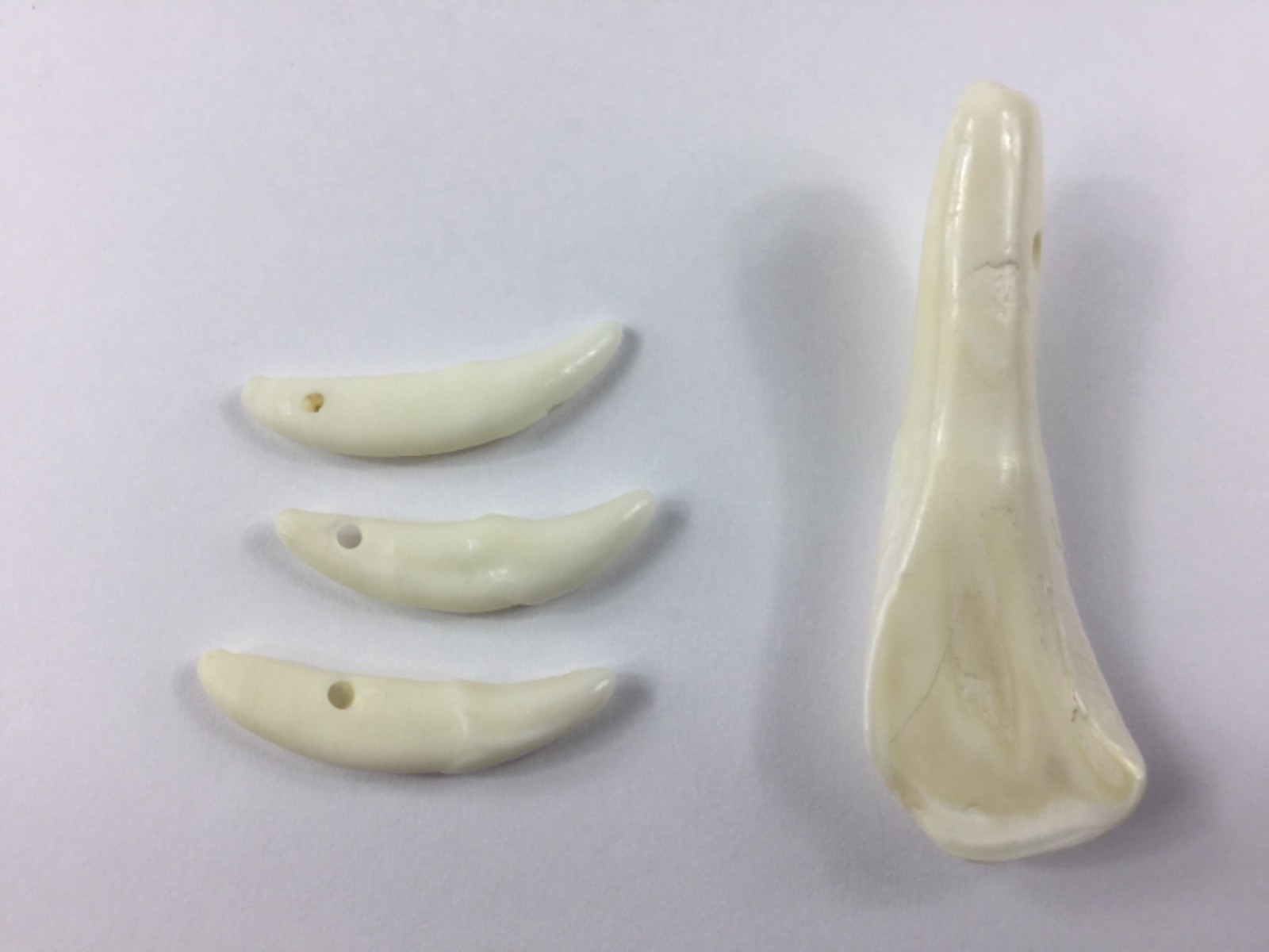 Buffalo & Coyote Tooth Beads 4pcs. Crafts Jewelry Making