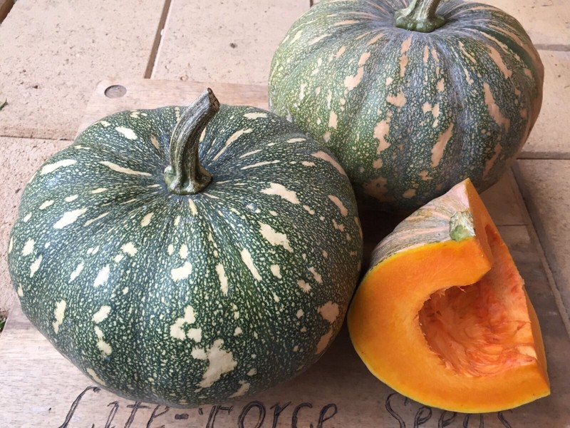 Pumpkin, Kent/ Jap - Heirloom Vegetable By Life-Force Seeds Australia