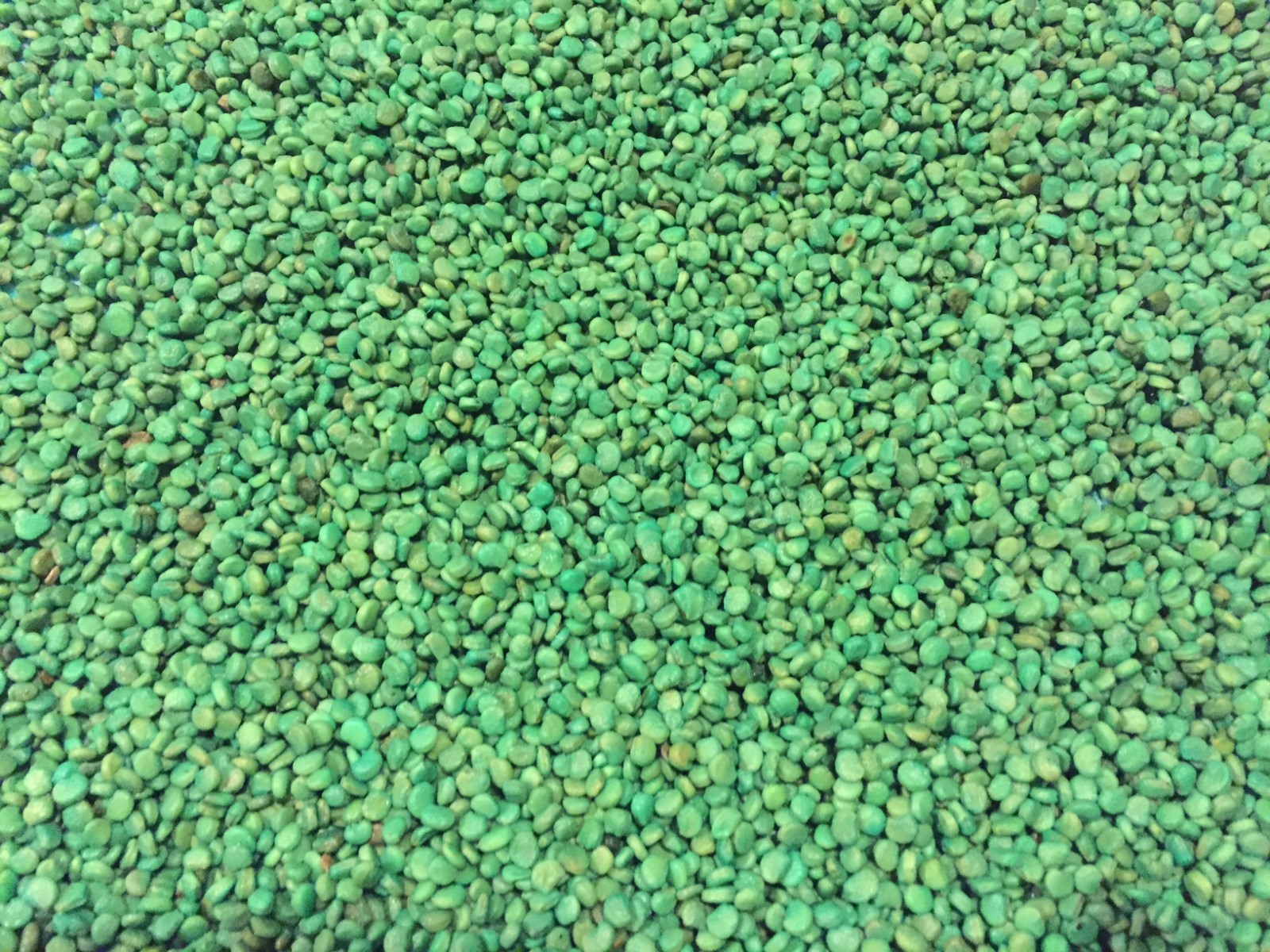 Обои семя. Plant now. Рассада обои. Лекарственные растения в вазонах. Фразы про росток.