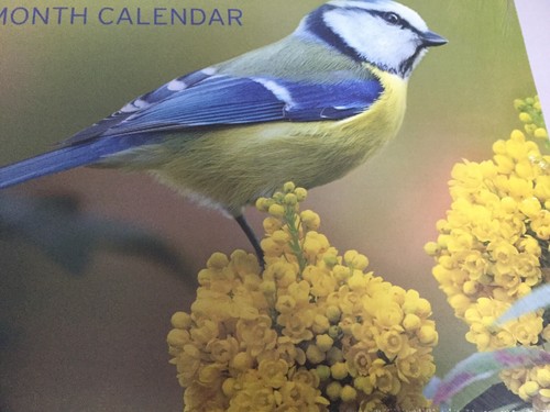 Birds 2019 Calendar 16 Month Wall Hanging 12 X 11 Inch Bird Lover Nature Animals