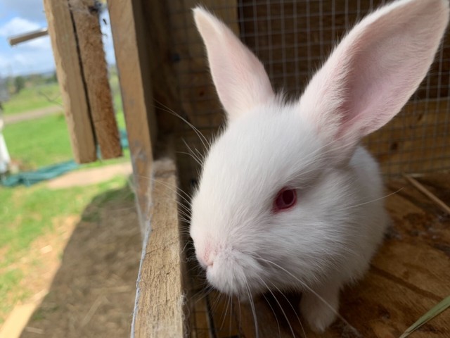 baby rabbits for sale gumtree