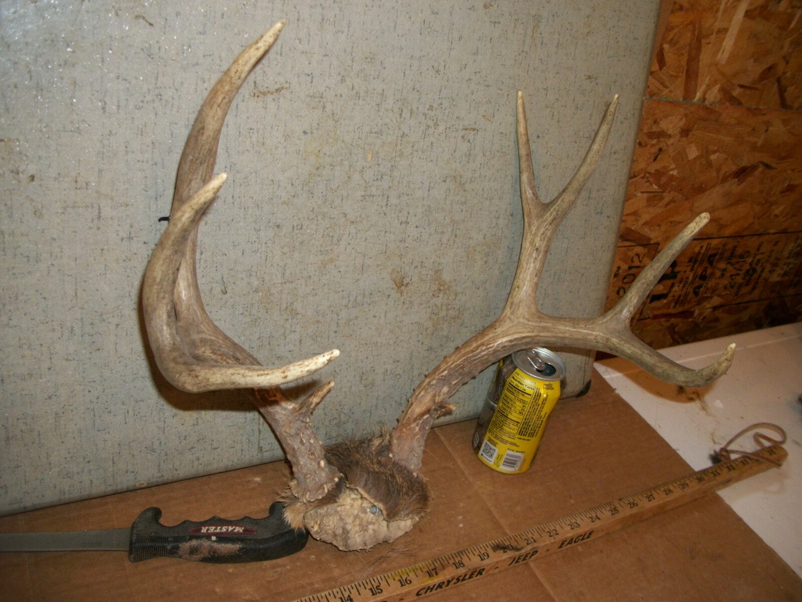 FRESH TALL 10 POINT MULE deer rack antler horn taxidermy man cave LOG CABIN den
