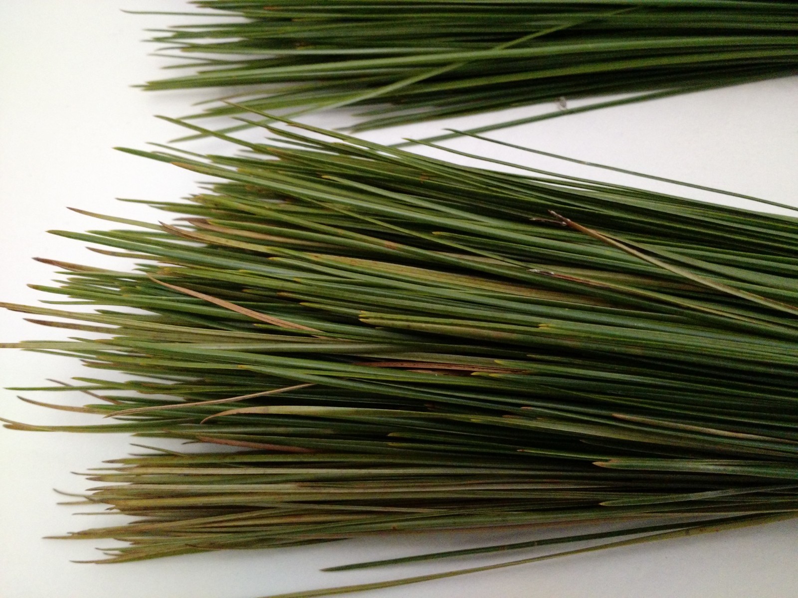 Mississippi Long Leaf Pine Needles Straw Basket Weaving Green 2+ Pounds 12