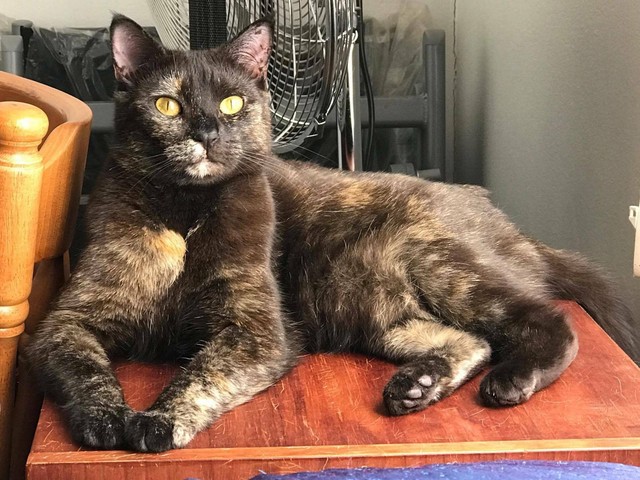 Endora the chocolate Tortoiseshell cat | Cats & Kittens | Gumtree