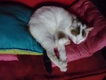 corailblu