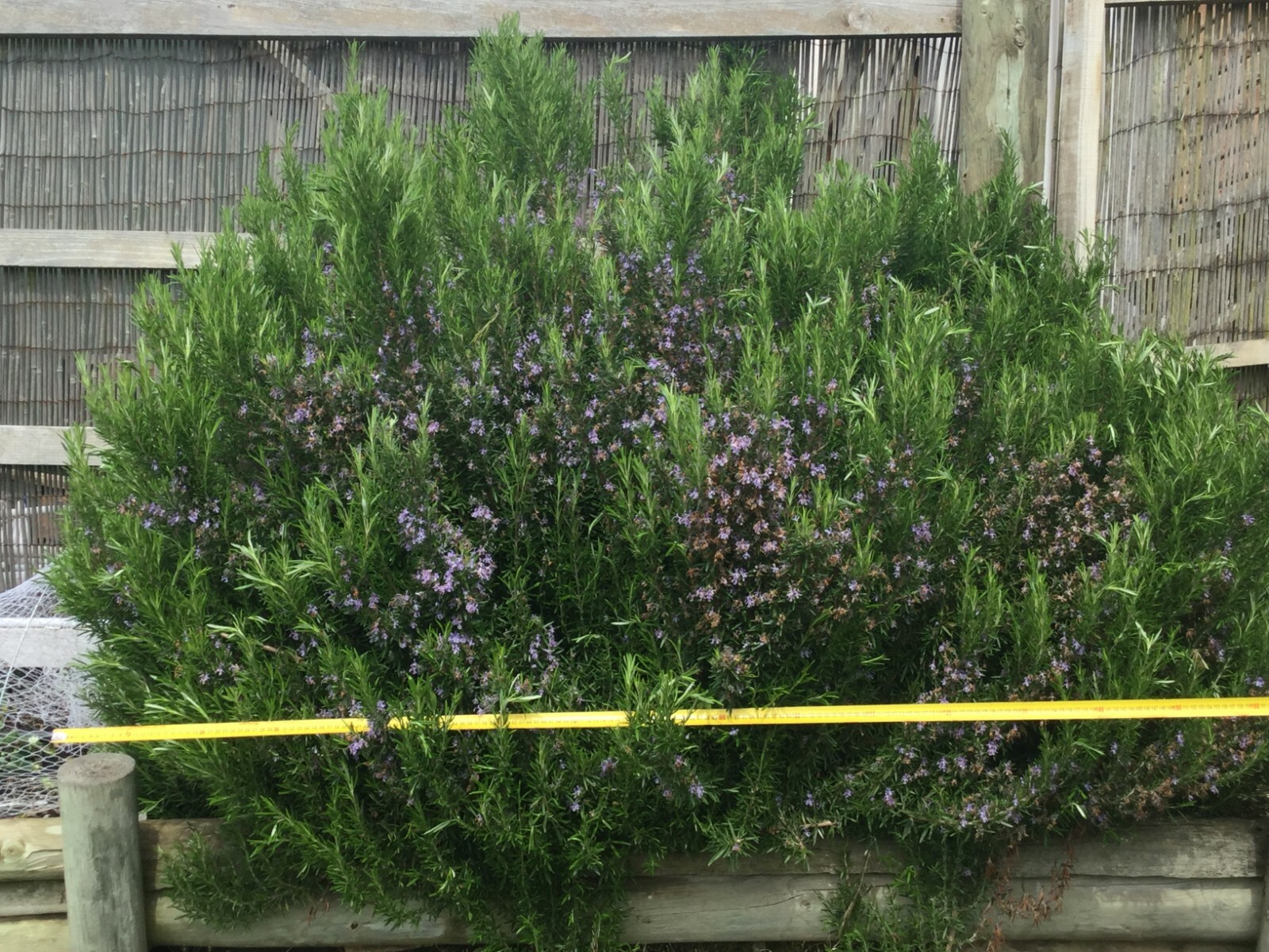 10 x ROSEMARY -Plant Cuttings from Massive 2m Organic Shrub