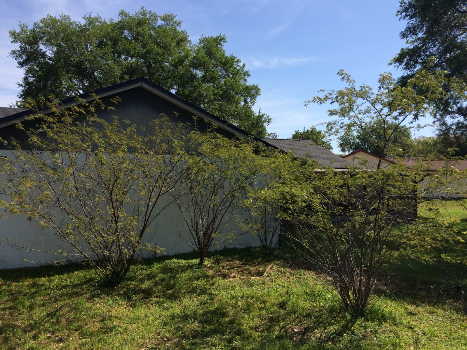 Mimosa Tenuiflora Seeds Pods - 15 Seeds - 2024 Season