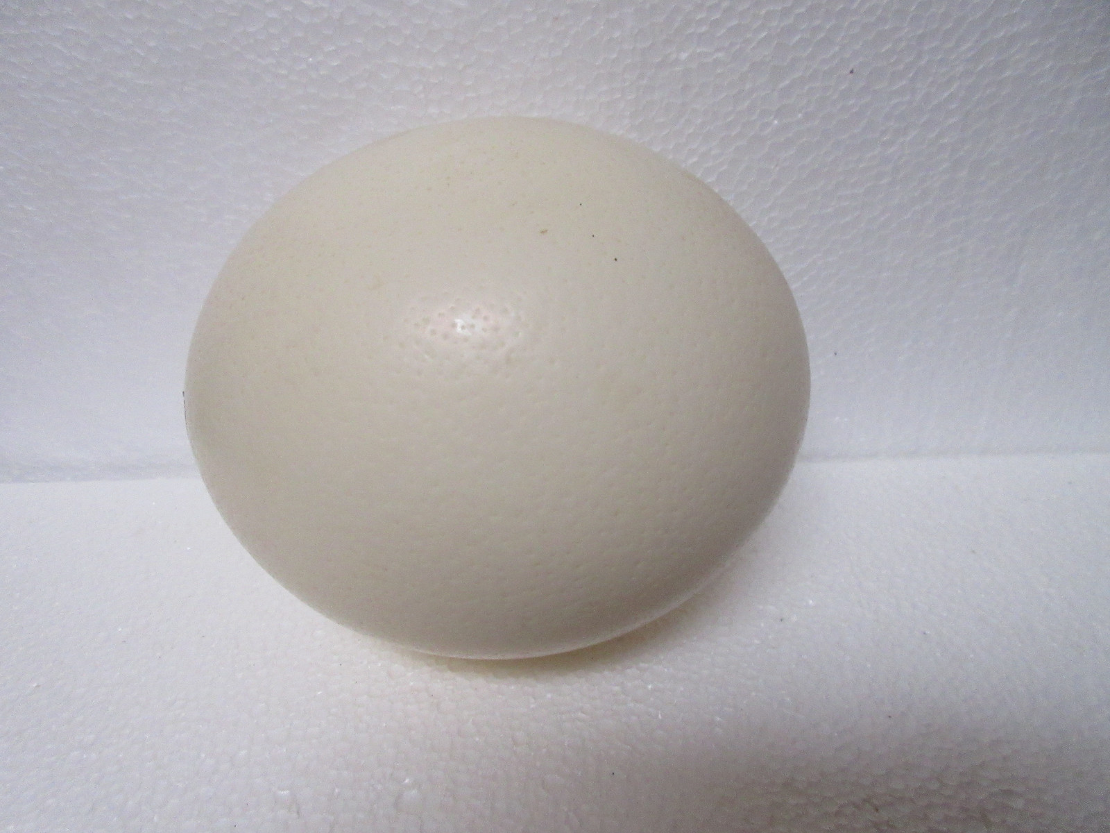 OSTRICH EGG SHELL ART CRAFTS PAINT ENGRAVE DISPLAY EASTER