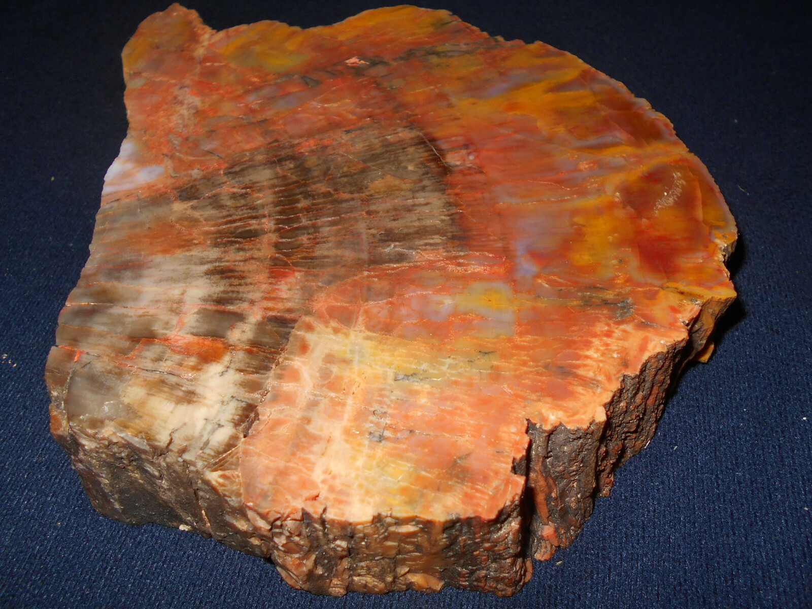 ARIZONA RAINBOW PETRIFIED WOOD NAZLINI POLISHED THICK SLAB   111