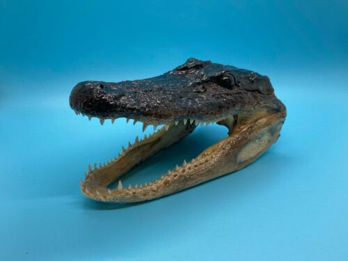 Alligator Head 5 - 7 Inches Genuine Real American Gator