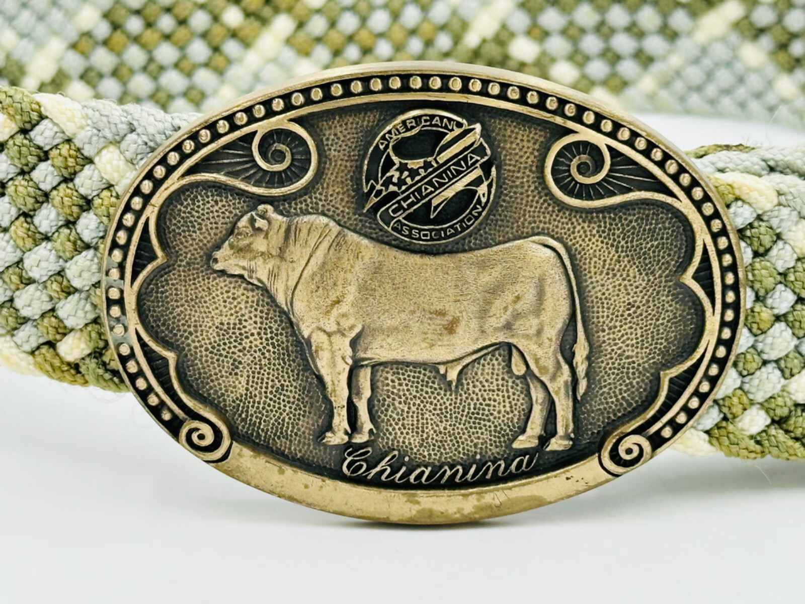 Tony Lama Solid Brass Chianina Bull Belt Buckle Cattle Breed