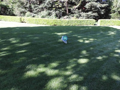 WONDERART CAMEO COLEUS KIT STITCHERY PROJECT CREWEL EMBROIDERY WALL DECOR ART