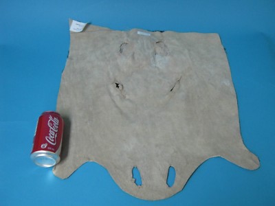 Burchell Zebra Face (19-22-G01) L26