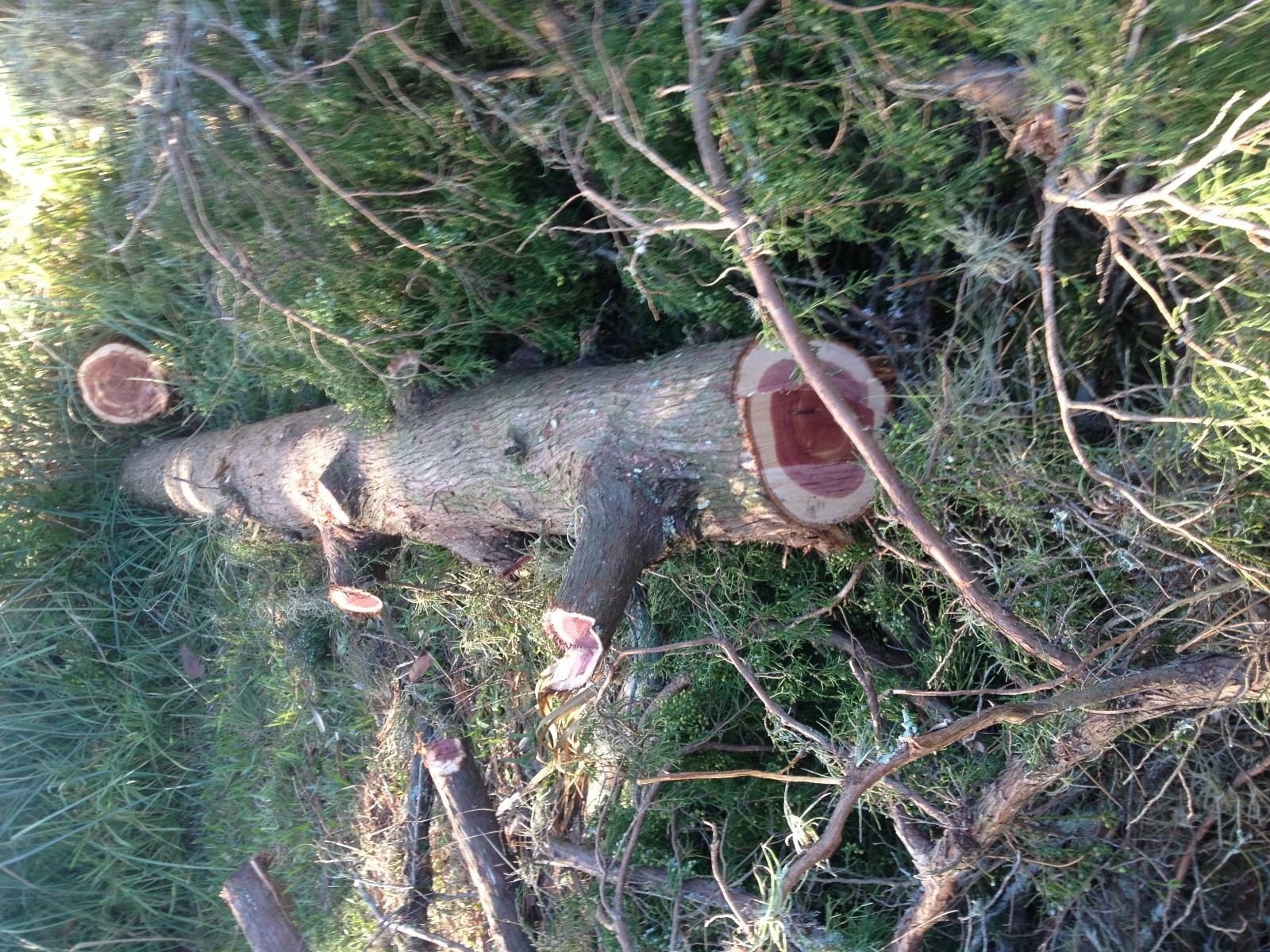 Eastern Red Cedar Log over 13' long