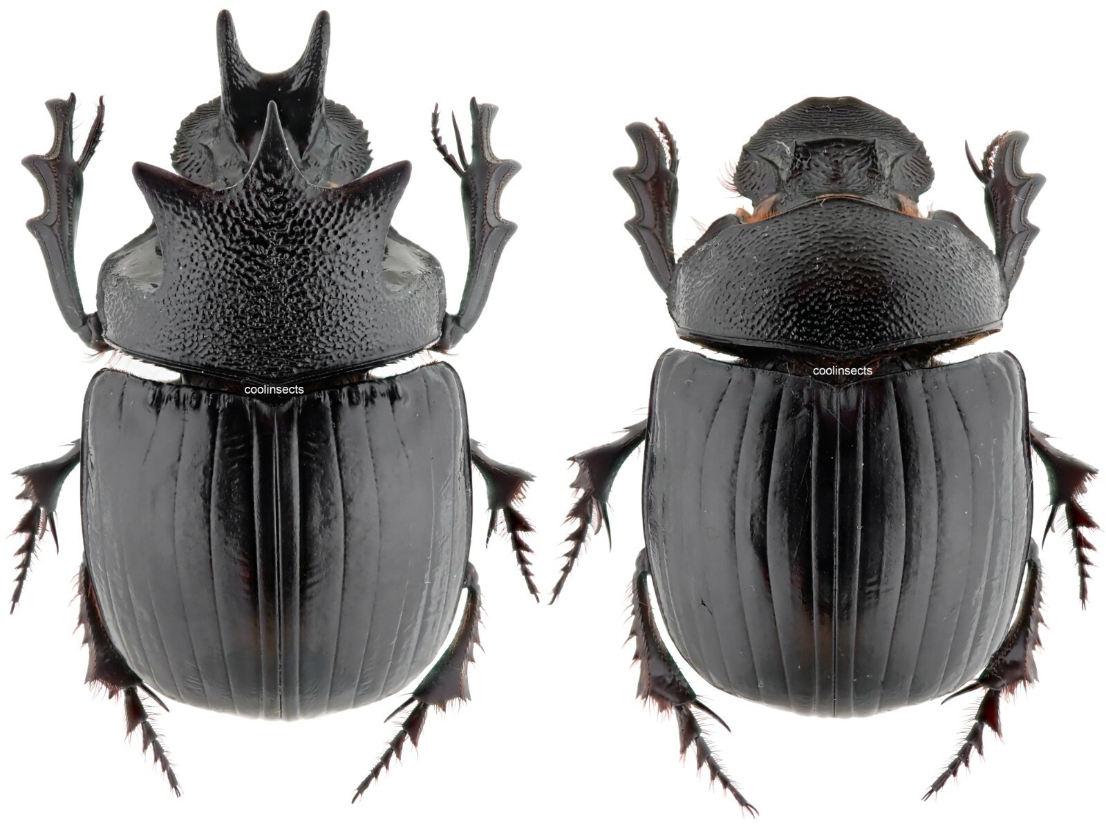 標本用品 Tanzania Eudicela e.euthalia 40mm Tanzania Eudicela e.euthalia 40mm Eudicella nyassica