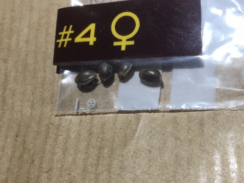 2X Original Sensible Feminized Gorilla Glue #4 Rare Medical Hemp Seeds 28% 50/50