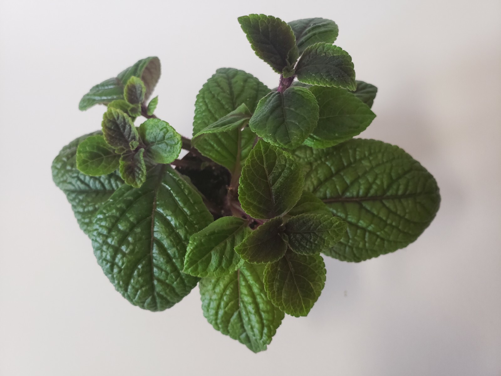 Live Plectranthus Purpuratus Red Purple Trailing Swedish Ivy - Starter Plant
