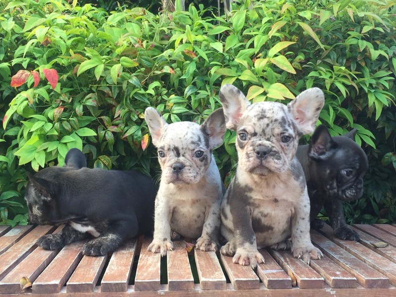 chocolate tan french bulldog