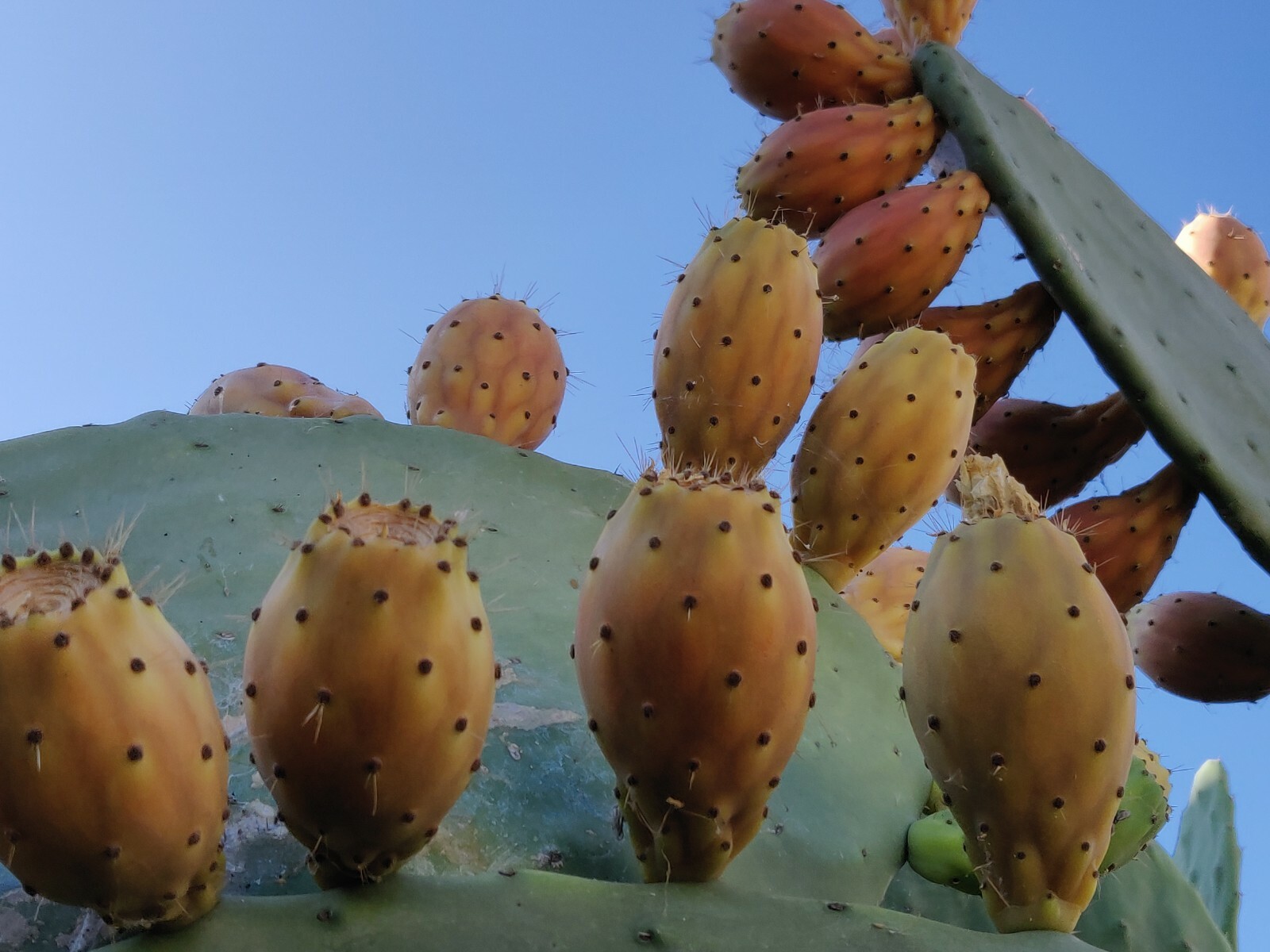 Nala ナラ　Cactus all in one 4 xl Slim Jim Cactus Opuntia Cochenillifera – Kens-Nursery