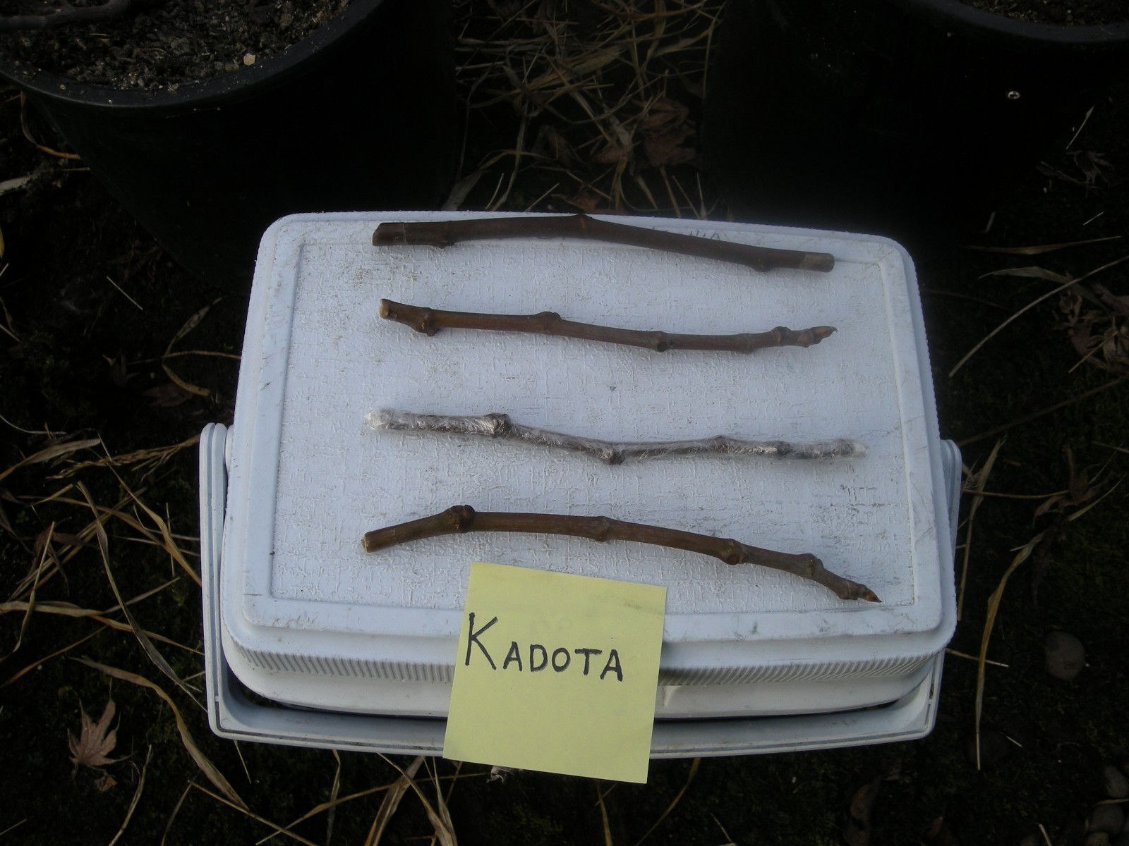 U-Pick 'em! 4-Cuttings for $8.50