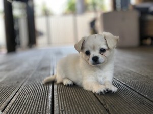 Chihuahua Puppies 1 X Female White Long Hair Dogs Puppies