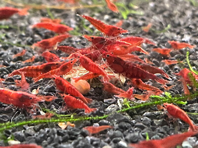 20 + 2 Fire Red Cherry Shrimp - Hard Water Texas Bred Shrimp - No Imports