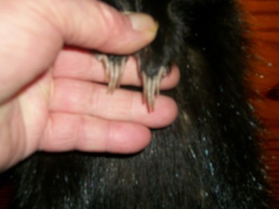 BEAUTIFUL tanned SKUNK 4 FEET CLAWS FUR PELT TAXIDERMY mount NO SMELL S10 CABIN