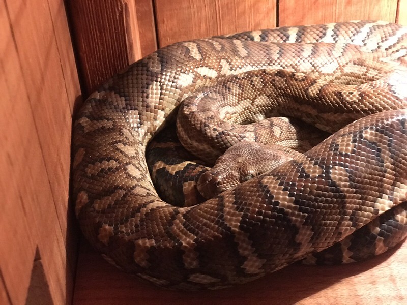 Bredli Carpet Python Breeders Carpet Vidalondon