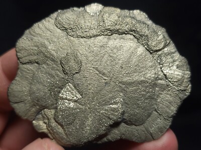 Pyrite Sun, Pyrite Dollar from Sparta, Illinois 2.5''x2'' (47.8 Grams)