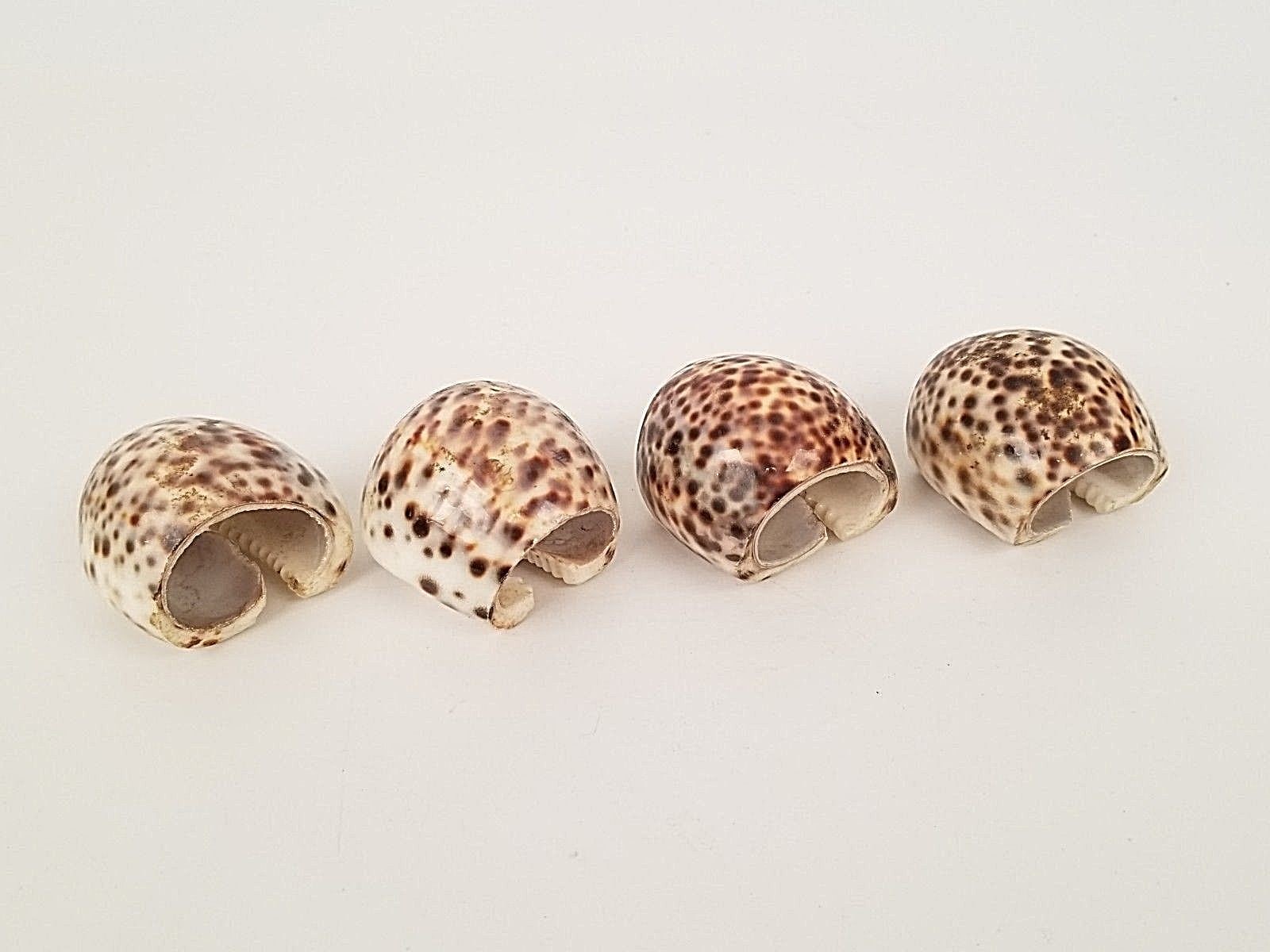 Authentic Natural Tiger Cowrie Sea Shell Napkin Rings Set of 4 Leopard Spotted