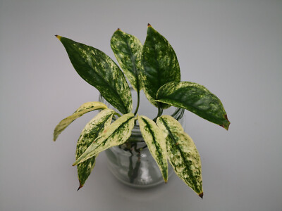 Epipremnum Hanoman sp. Bali Stecklinge