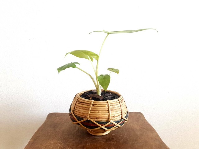 Alocasia Zebrina - Indoor/Outdoor Plant | Plants | Gumtree Australia