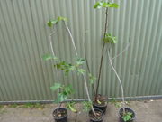 Fig trees for sale  Deer Park Brimbank Area Preview