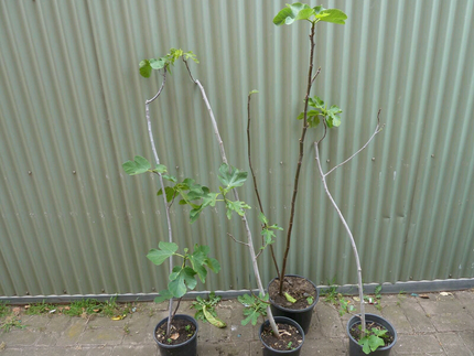 Fig trees for sale  Deer Park Brimbank Area Preview