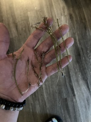 Photos de l'objet d'un acheteur vérifié