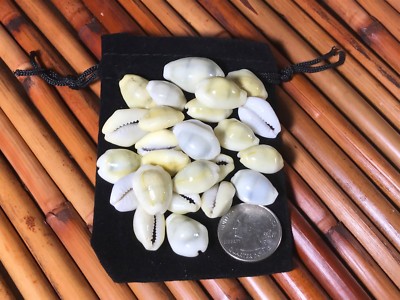 25 Money Cowrie Cowry Shells Seashells Drawstring Pouch Free Ship BEST VALUE