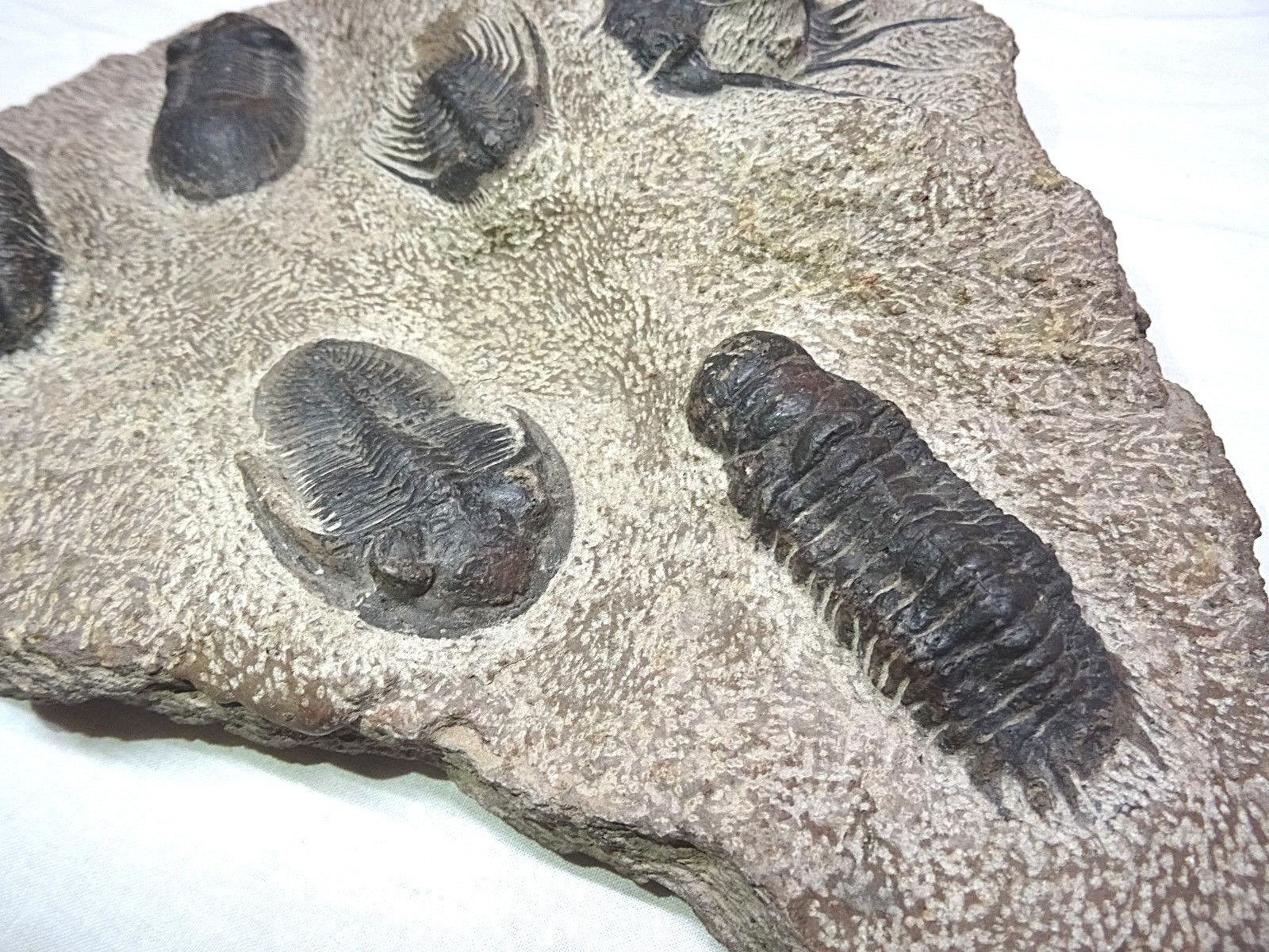 TRILOBITE FOSSIL PLATE