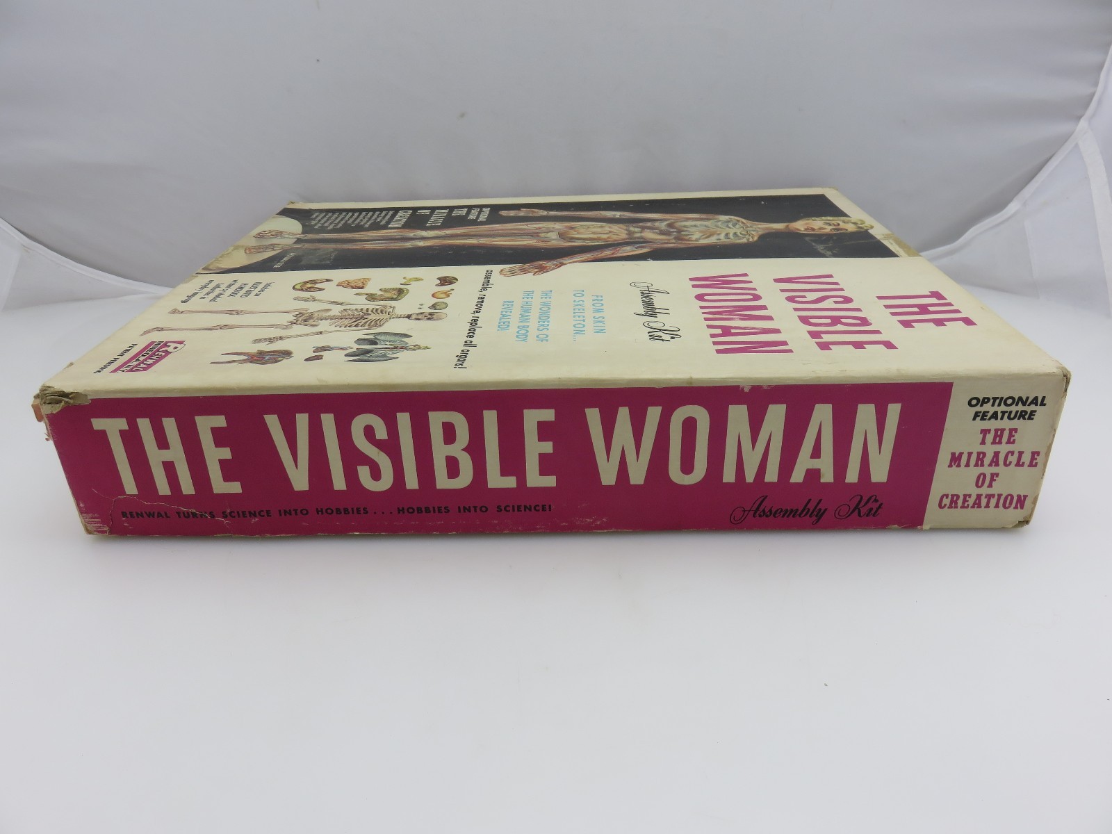 Renwal THE VISIBLE WOMAN Plastic Assembly Model Kit 804 STARTED Vintage