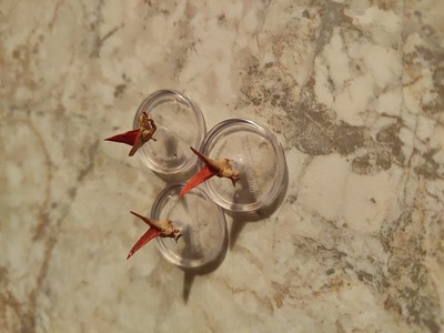 Artikelfoto(s) von einem verifizierten Käufer