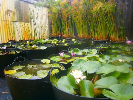Water Plants (Papyrus, Water Lilies, Lotus, Pond Plants) - XMAS