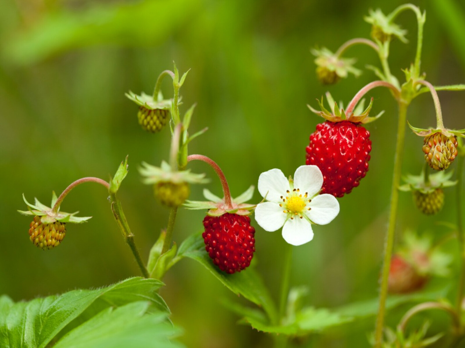 Wild strawberry plants (0.5, 1 and 2 litre, 9cm, 12cm