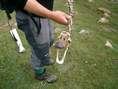 Photo 6x4 Swan skeleton Geirinis We found this poor thing by the brackish c2010