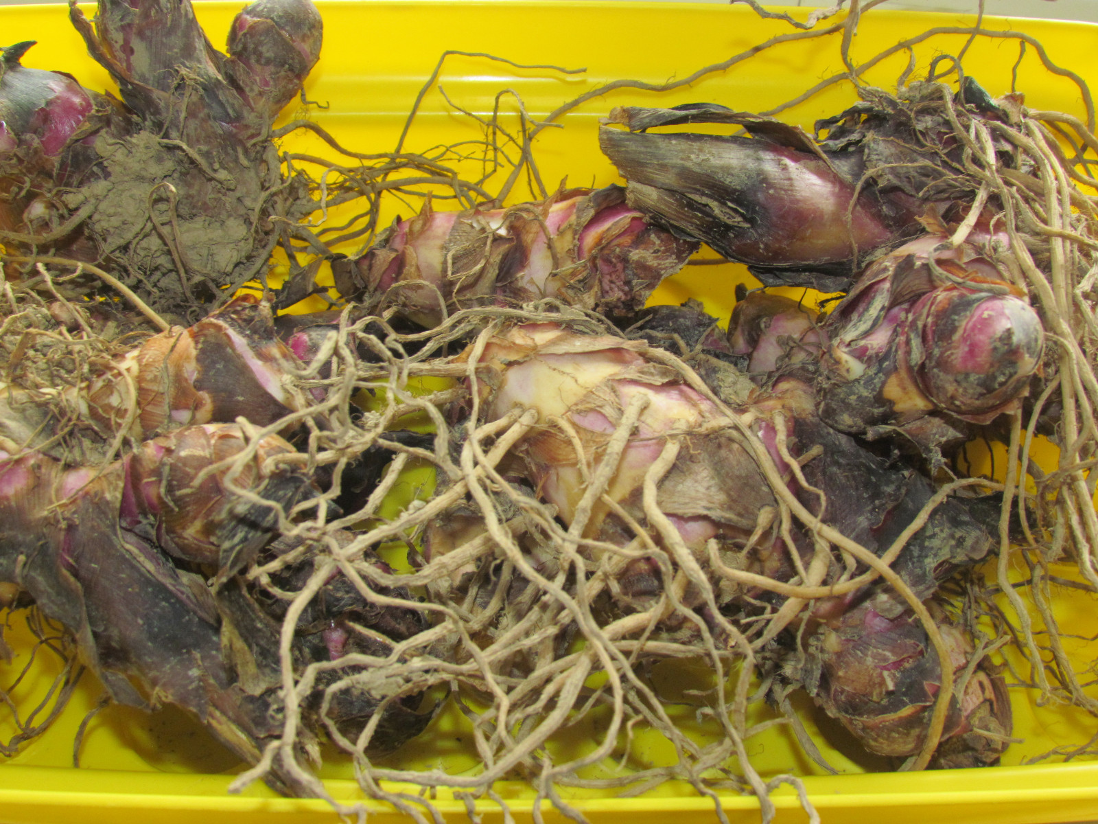 Canna bulbs Red(5 to 6 ft. tall). Lots of 12. Green Leaf Lily. Free shipping!