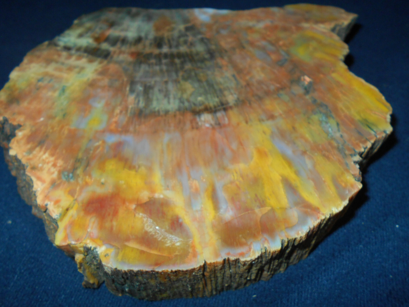 ARIZONA RAINBOW PETRIFIED WOOD NAZLINI POLISHED THICK SLAB   111