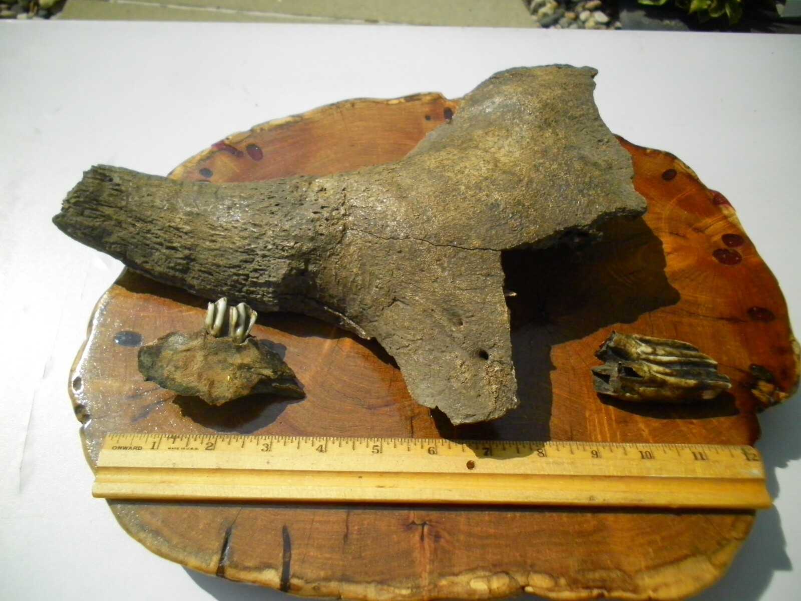 Prehistoric Bison Partial Horn Bone & Teeth Fossil Buffalo Ice Aged